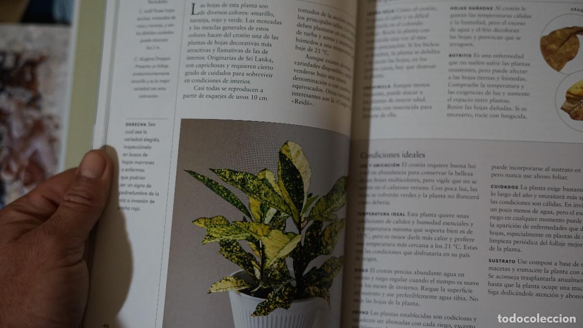 Libros de segunda mano: William Davidson - Plantas de interior - Cinco tintas 2021 - Foto 4