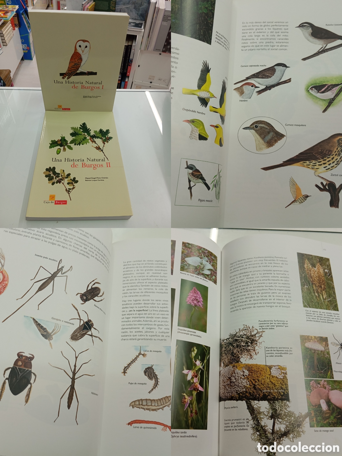 Libros de segunda mano: UNA HISTORIA NATURAL DE BURGOS. 2 TOMOS. OBRA COMPLETA NATURALEZA FAUNA Y FLORA ECOSISTEMAS