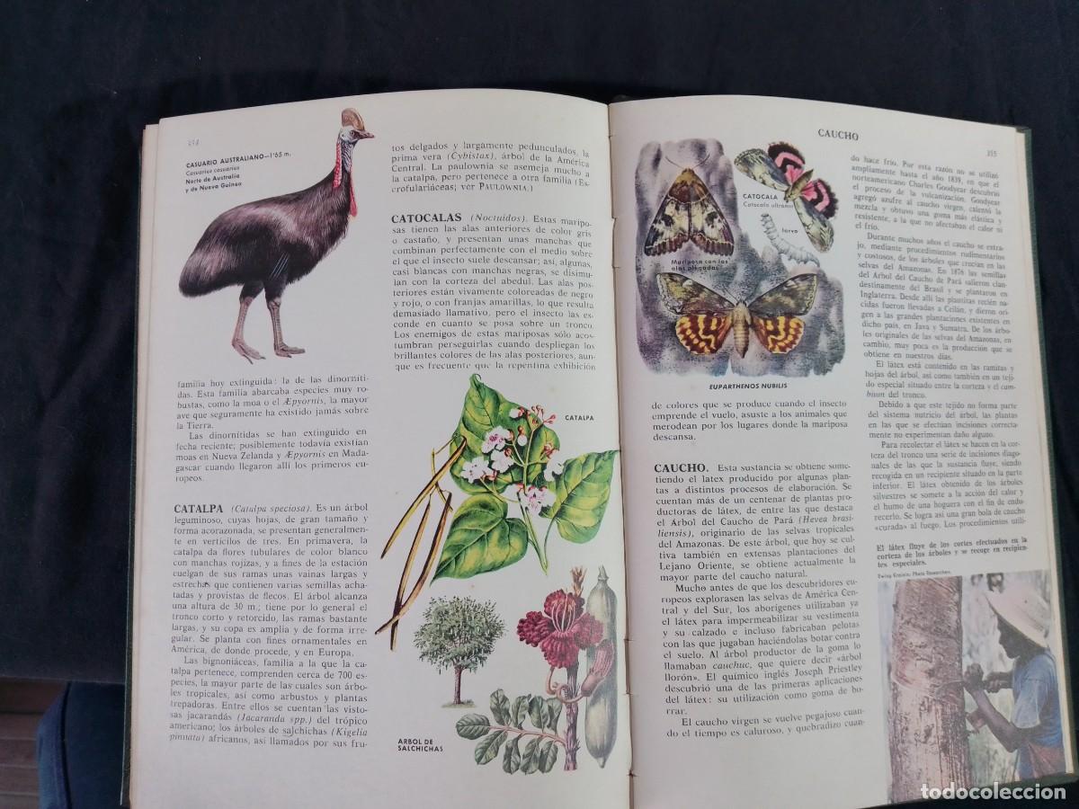 Libros de segunda mano: Ciencias Naturales, Editorial Bruguera, 1969 - Foto 4