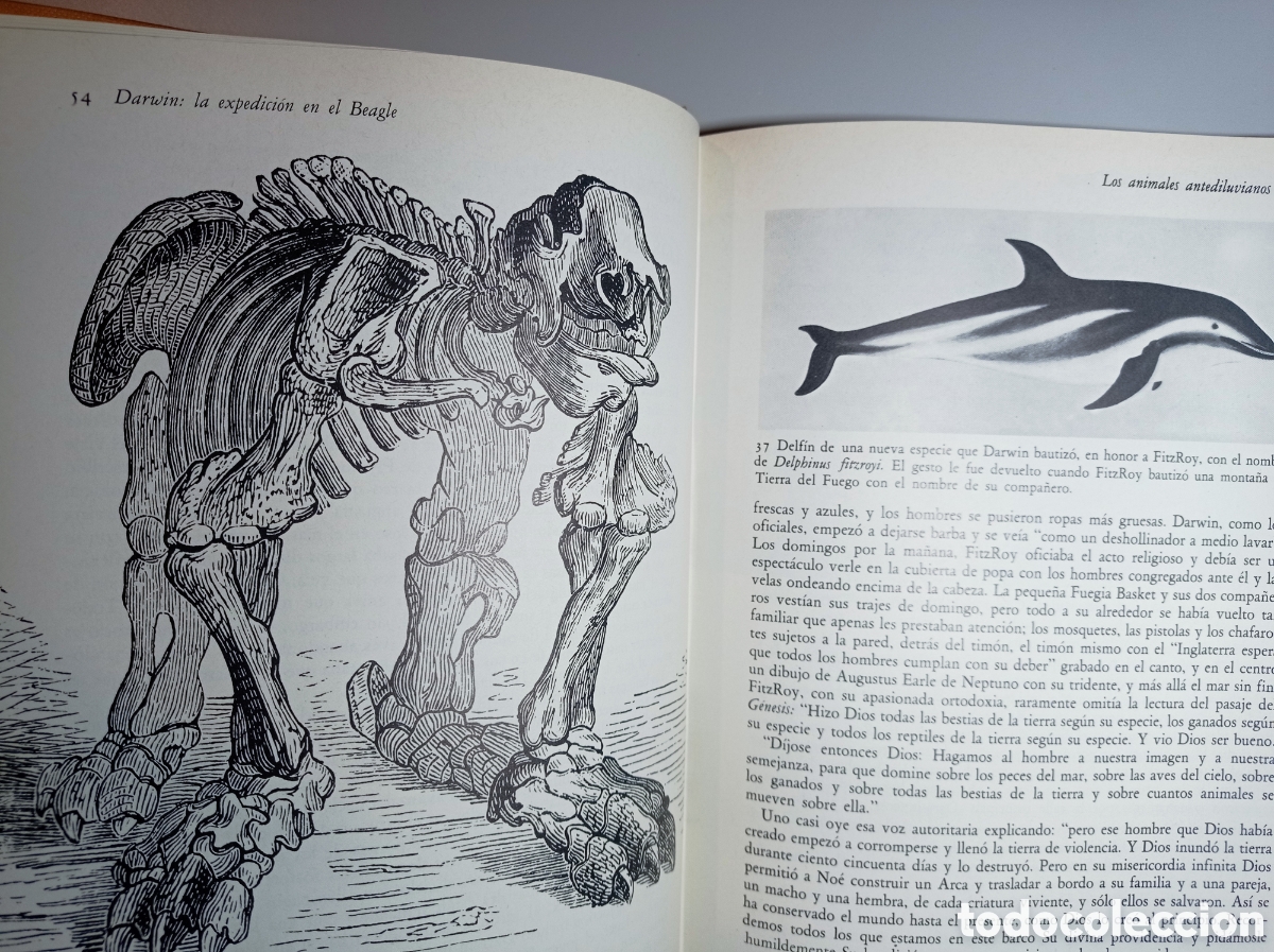 Libros de segunda mano: DARWIN. LA EXPEDICI&Oacute;N EN EL BEAGLE (1831-1836). TEOR&Iacute;A DE LA EVOLUCI&Oacute;N. - Foto 8