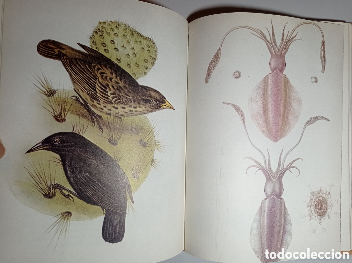 Libros de segunda mano: DARWIN. LA EXPEDICI&Oacute;N EN EL BEAGLE (1831-1836). TEOR&Iacute;A DE LA EVOLUCI&Oacute;N. - Foto 10
