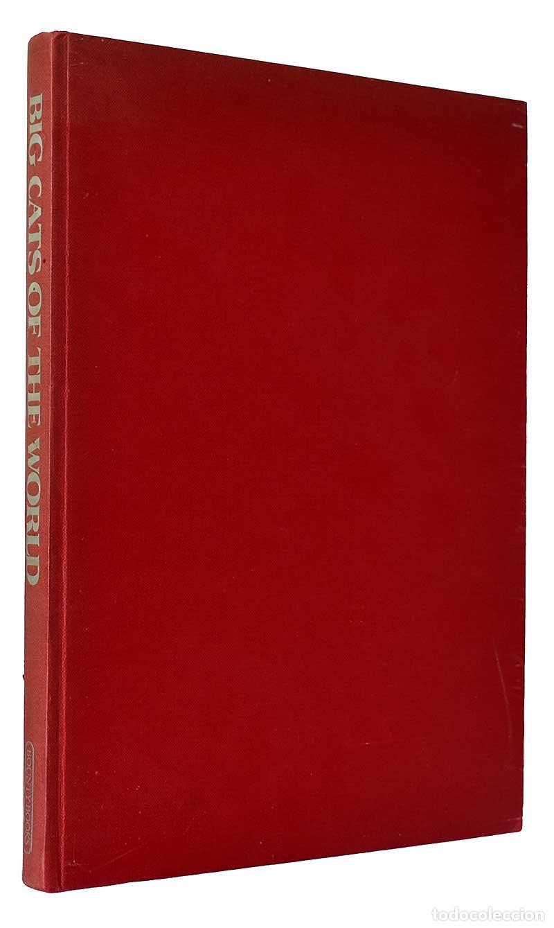 Gebrauchte B&uuml;cher: Big cats of the world - Guido Badino