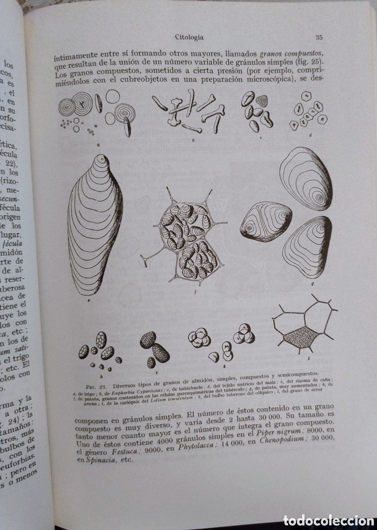 Libros de segunda mano: Tratado de bot&aacute;nica. Gola, Negri, Capoelletti - Foto 3