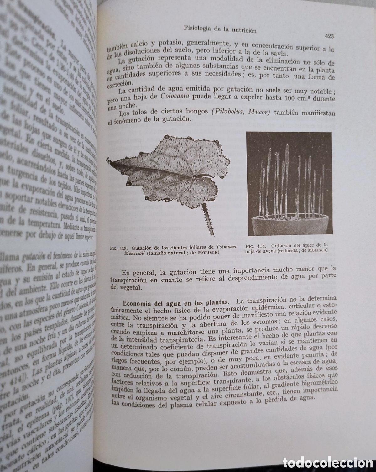 Libros de segunda mano: Tratado de bot&aacute;nica. Gola, Negri, Capoelletti - Foto 4