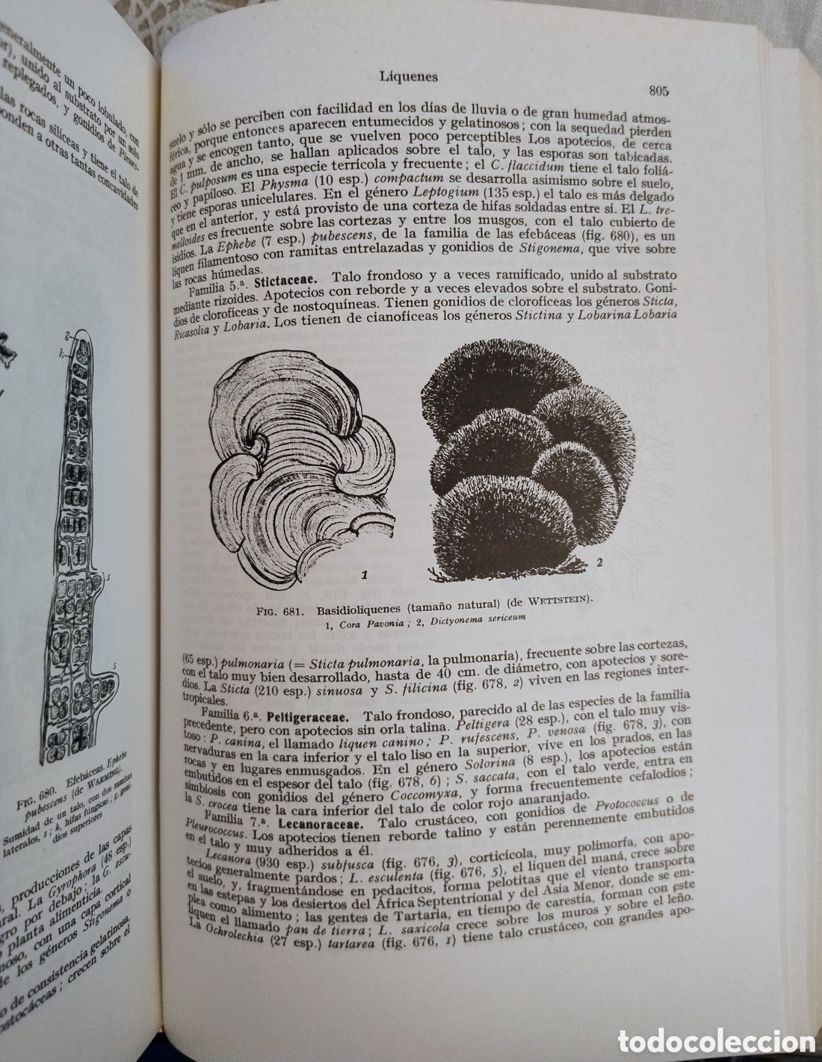 Libros de segunda mano: Tratado de bot&aacute;nica. Gola, Negri, Capoelletti - Foto 5
