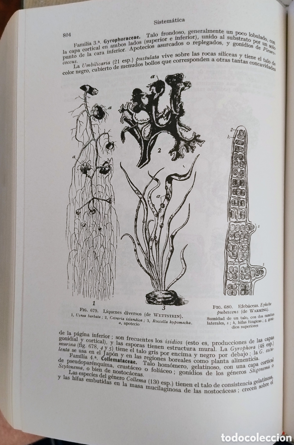 Libros de segunda mano: Tratado de bot&aacute;nica. Gola, Negri, Capoelletti - Foto 6