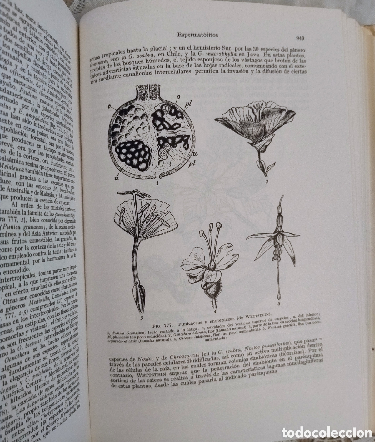 Libros de segunda mano: Tratado de bot&aacute;nica. Gola, Negri, Capoelletti - Foto 7
