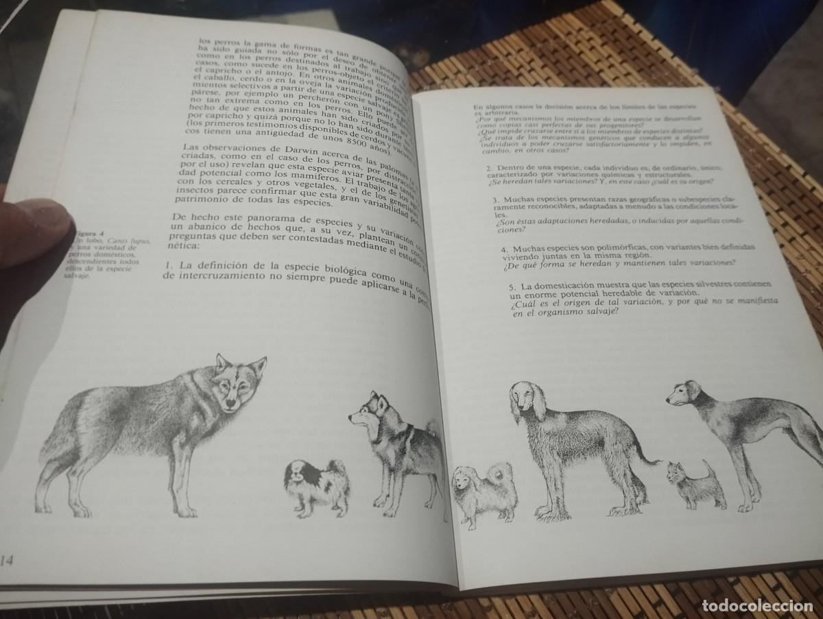 Libros de segunda mano: EVOLUCI&Oacute;N LA TEOR&Iacute;A DE DARWIN/ COLIN PATTERSON - Foto 2
