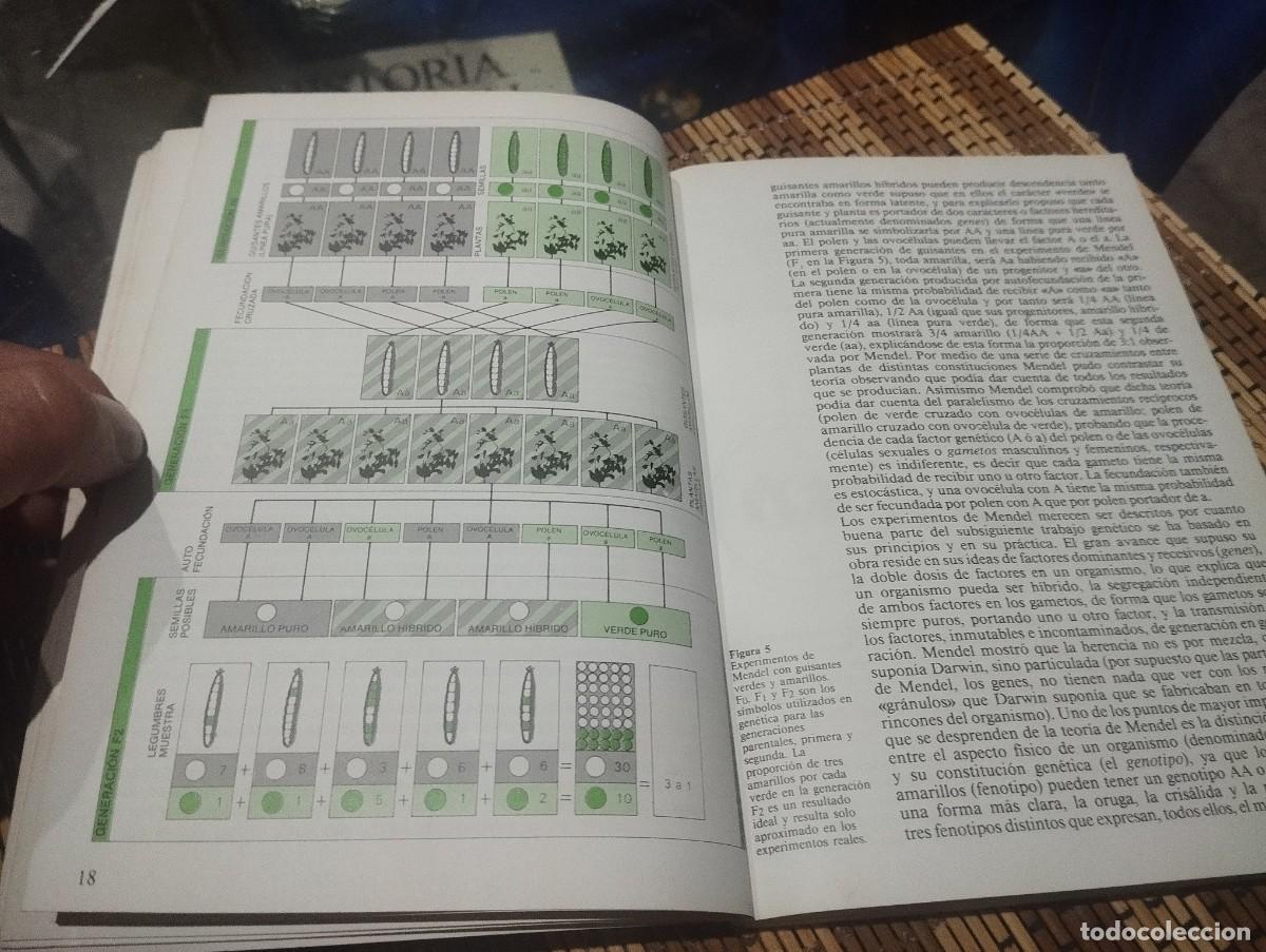 Libros de segunda mano: EVOLUCI&Oacute;N LA TEOR&Iacute;A DE DARWIN/ COLIN PATTERSON - Foto 3