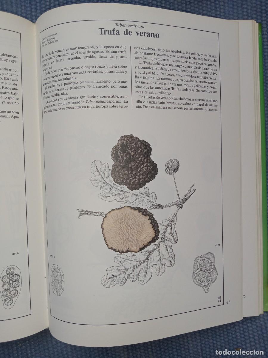 Libros de segunda mano: Hongos y setas de Europa - Foto 2