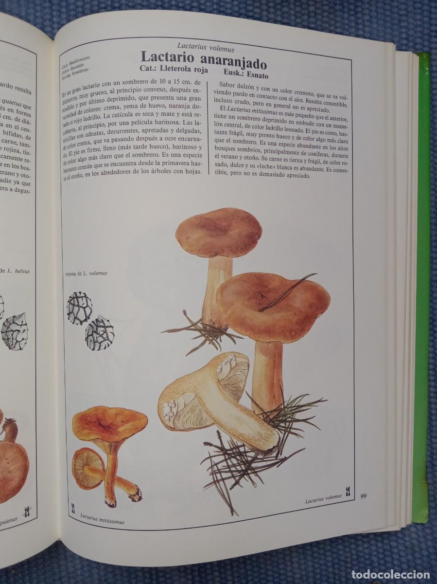 Libros de segunda mano: Hongos y setas de Europa - Foto 3