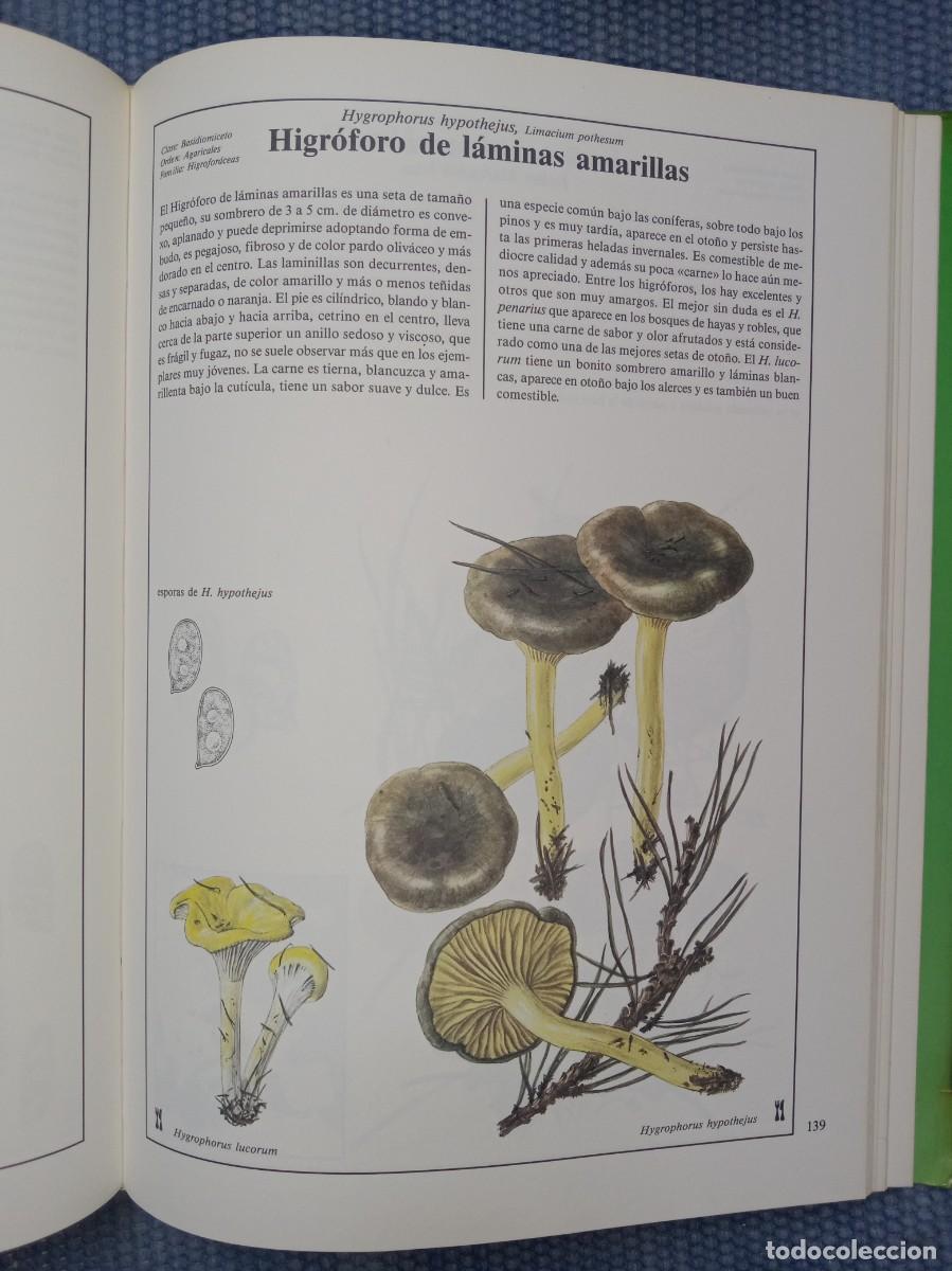 Libros de segunda mano: Hongos y setas de Europa - Foto 5