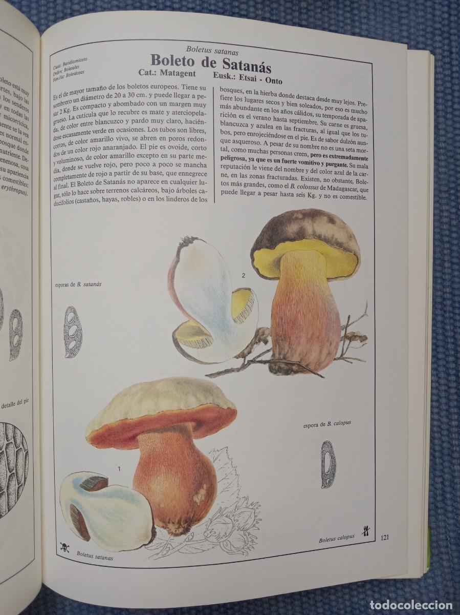 Libros de segunda mano: Hongos y setas de Europa - Foto 6