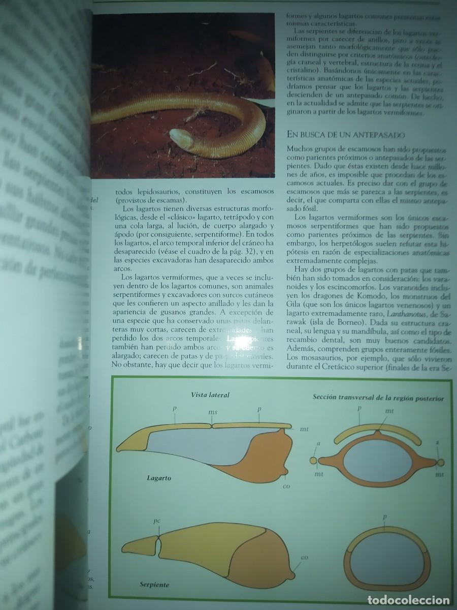 Libros de segunda mano: SERPIENTES. GRAN FORMATO. TIKAL - Foto 2