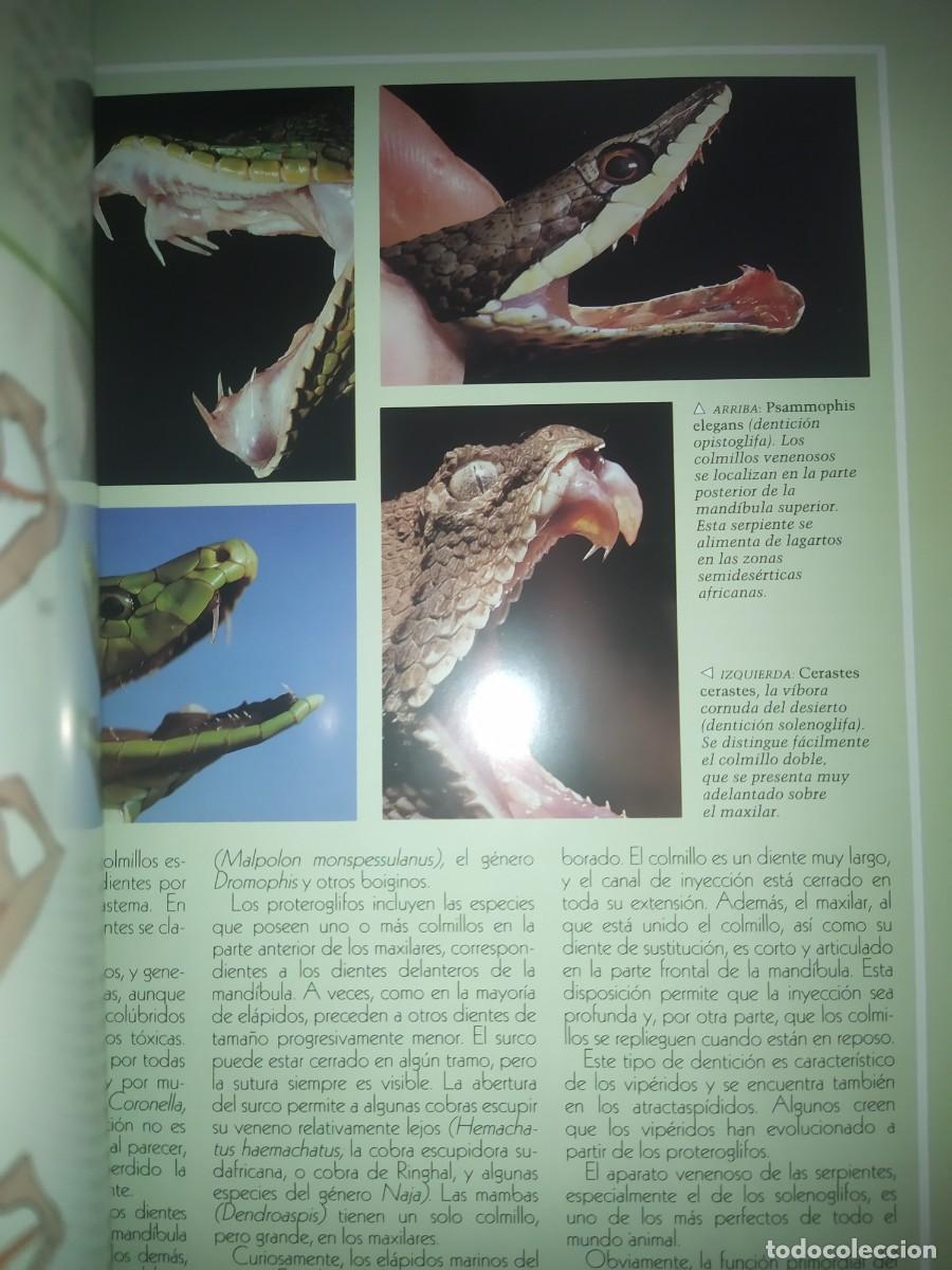 Libros de segunda mano: SERPIENTES. GRAN FORMATO. TIKAL - Foto 3