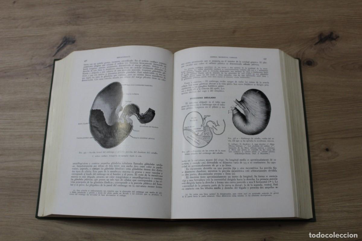 Libros de segunda mano: Anatom&iacute;a de los animales dom&eacute;sticos Sisson Grossman - Foto 4