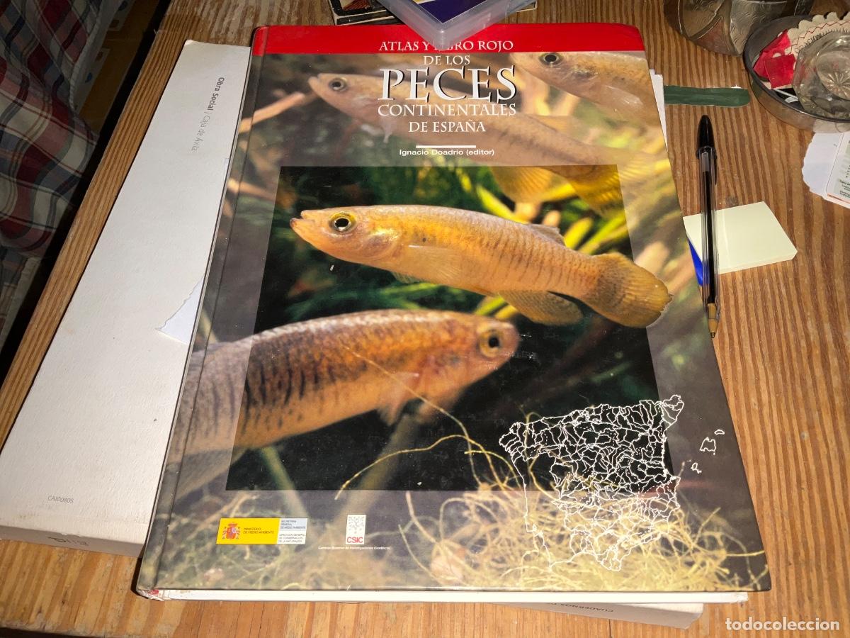Libros de segunda mano: ATLAS Y LIBRO ROJO DE LOS PECES CONTINENTALES EN ESPA&Ntilde;A