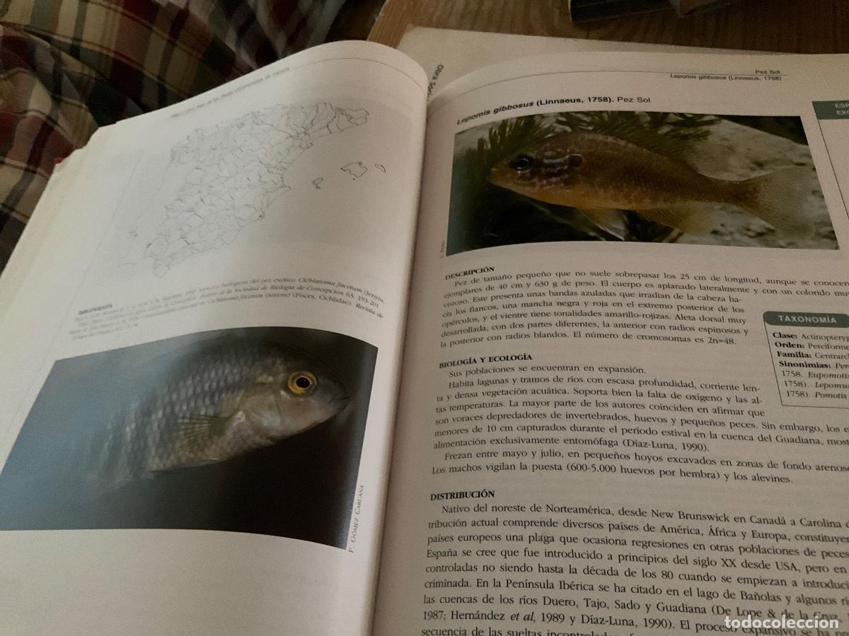 Libros de segunda mano: ATLAS Y LIBRO ROJO DE LOS PECES CONTINENTALES EN ESPA&Ntilde;A - Foto 3