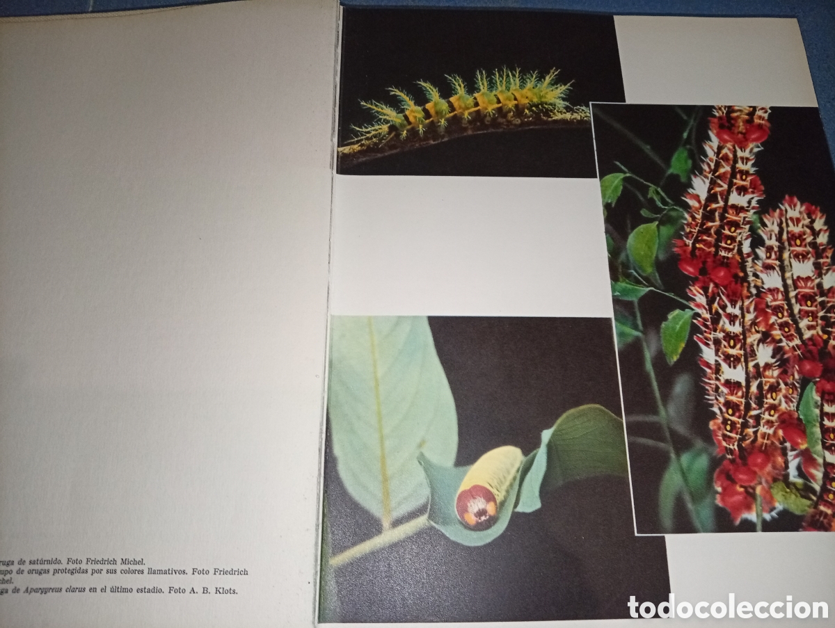 Libros de segunda mano: ANTIGUO LIBRO VIDA Y COSTUMBRES DE LAS MARIPOSAS 1966 JUVENTUD - Foto 5