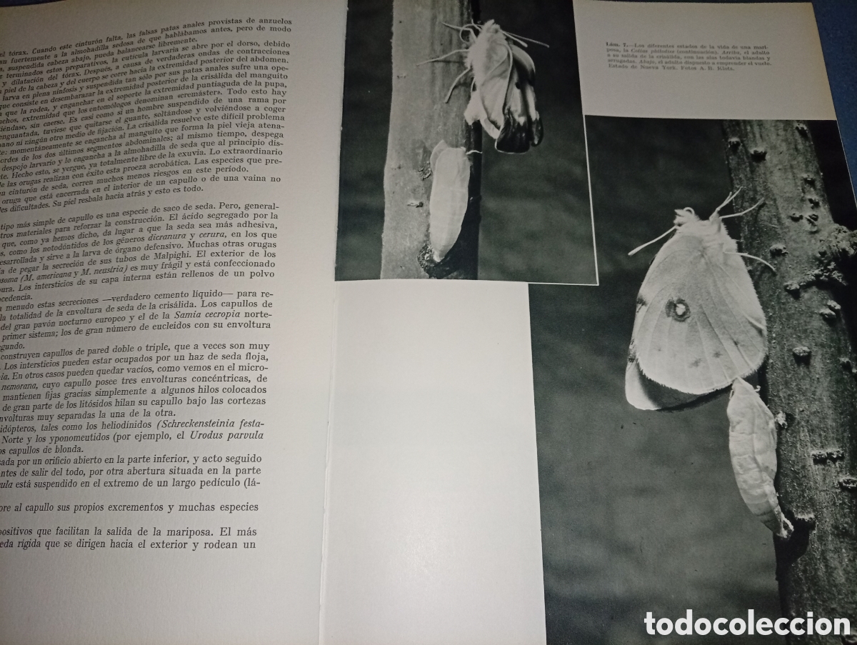 Libros de segunda mano: ANTIGUO LIBRO VIDA Y COSTUMBRES DE LAS MARIPOSAS 1966 JUVENTUD - Foto 6