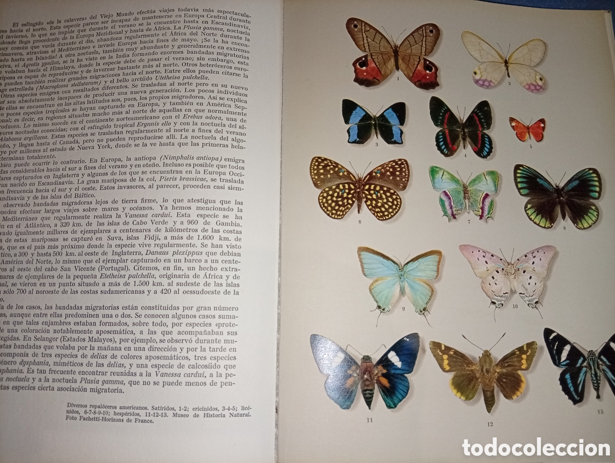 Libros de segunda mano: ANTIGUO LIBRO VIDA Y COSTUMBRES DE LAS MARIPOSAS 1966 JUVENTUD - Foto 8