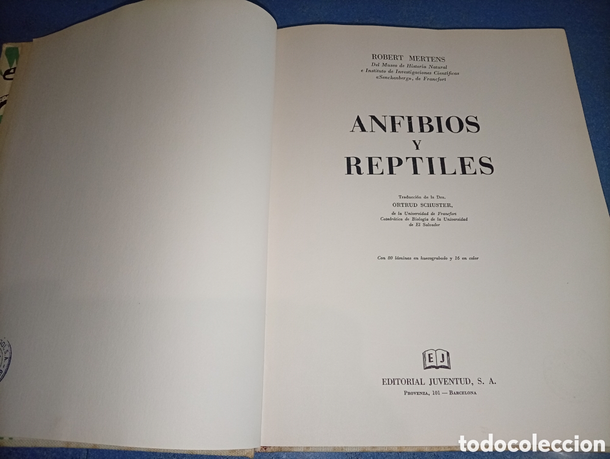 Libros de segunda mano: ANTIGUO LIBRO ANFIBIOS Y REPTILES 1962 JUVENTUF - Foto 3