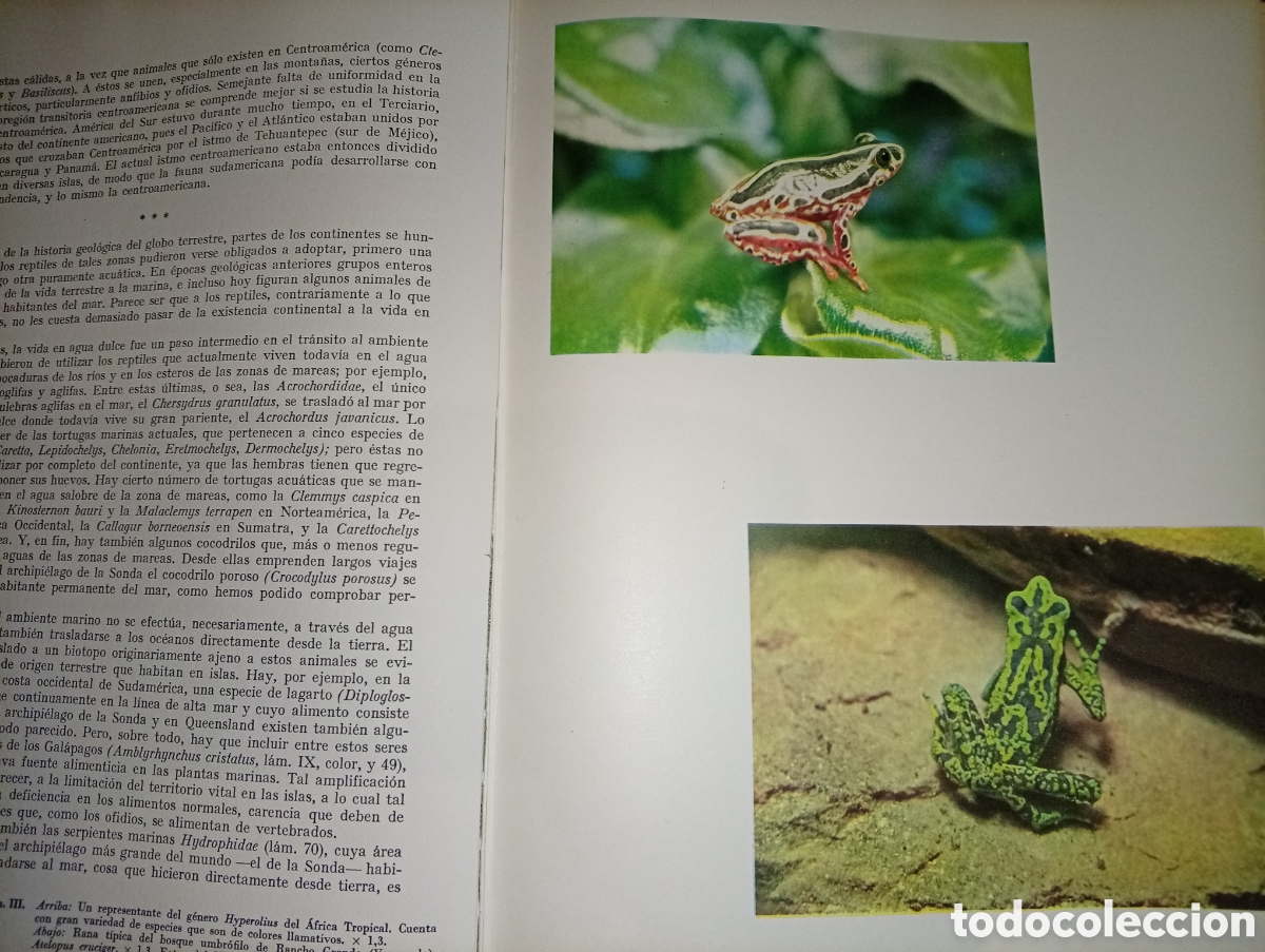 Libros de segunda mano: ANTIGUO LIBRO ANFIBIOS Y REPTILES 1962 JUVENTUF - Foto 5