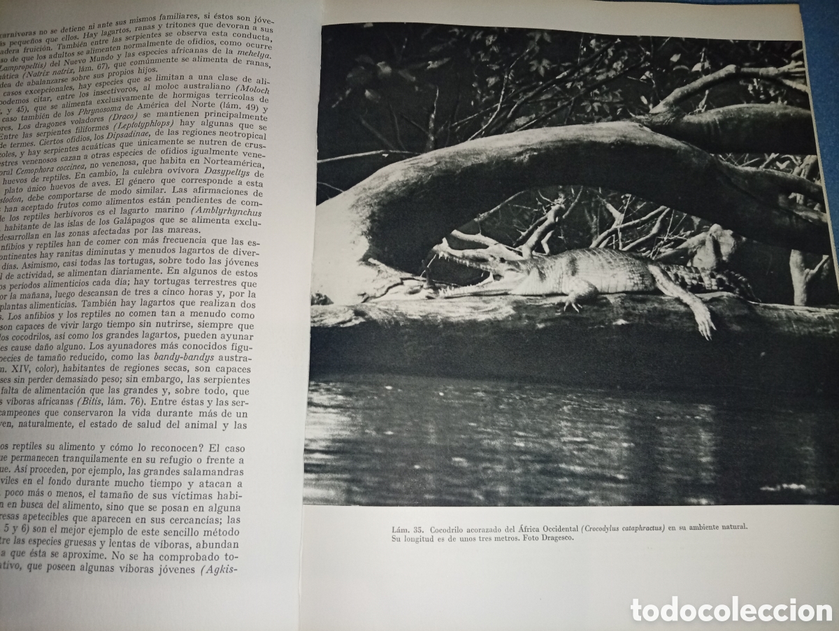 Libros de segunda mano: ANTIGUO LIBRO ANFIBIOS Y REPTILES 1962 JUVENTUF - Foto 6