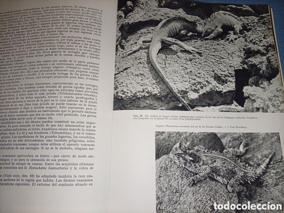 Libros de segunda mano: ANTIGUO LIBRO ANFIBIOS Y REPTILES 1962 JUVENTUF - Foto 7