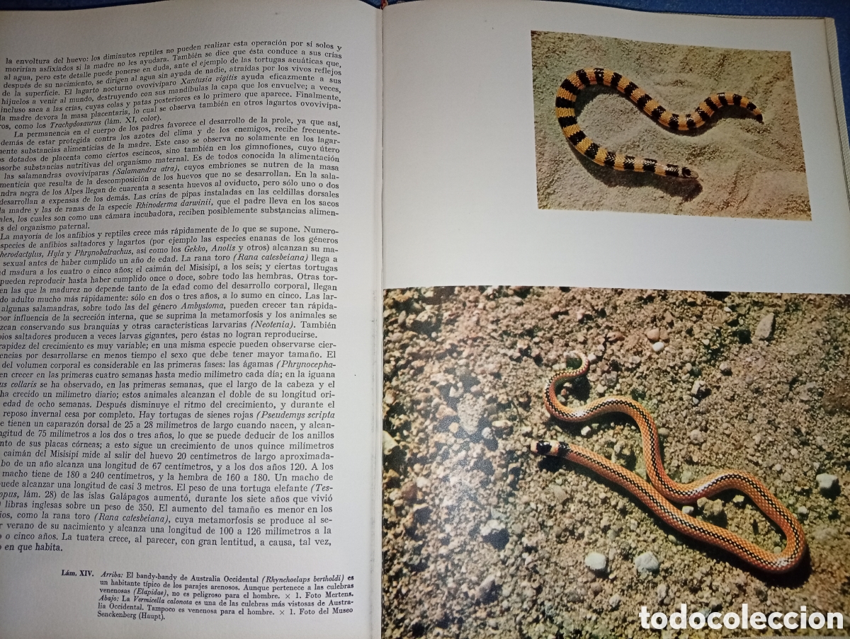 Libros de segunda mano: ANTIGUO LIBRO ANFIBIOS Y REPTILES 1962 JUVENTUF - Foto 8