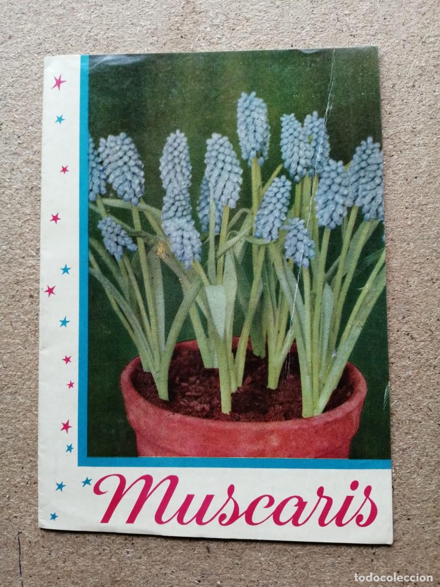 Libros de segunda mano: LIBRITOS BOTANICOS KANDA. MUSCARIS