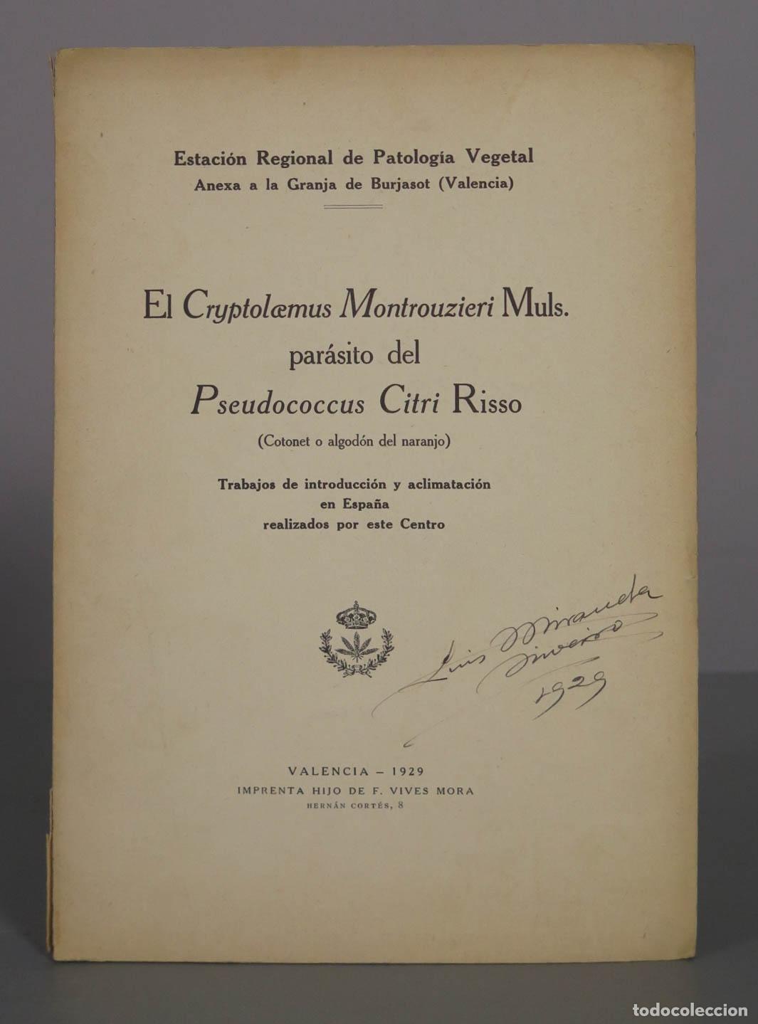 Libros de segunda mano: El Cryptolaemus Montrouzieri Muls. par&aacute;sito del Pseudococcus Citri Risso - Estaci&oacute;n Regional de Pato