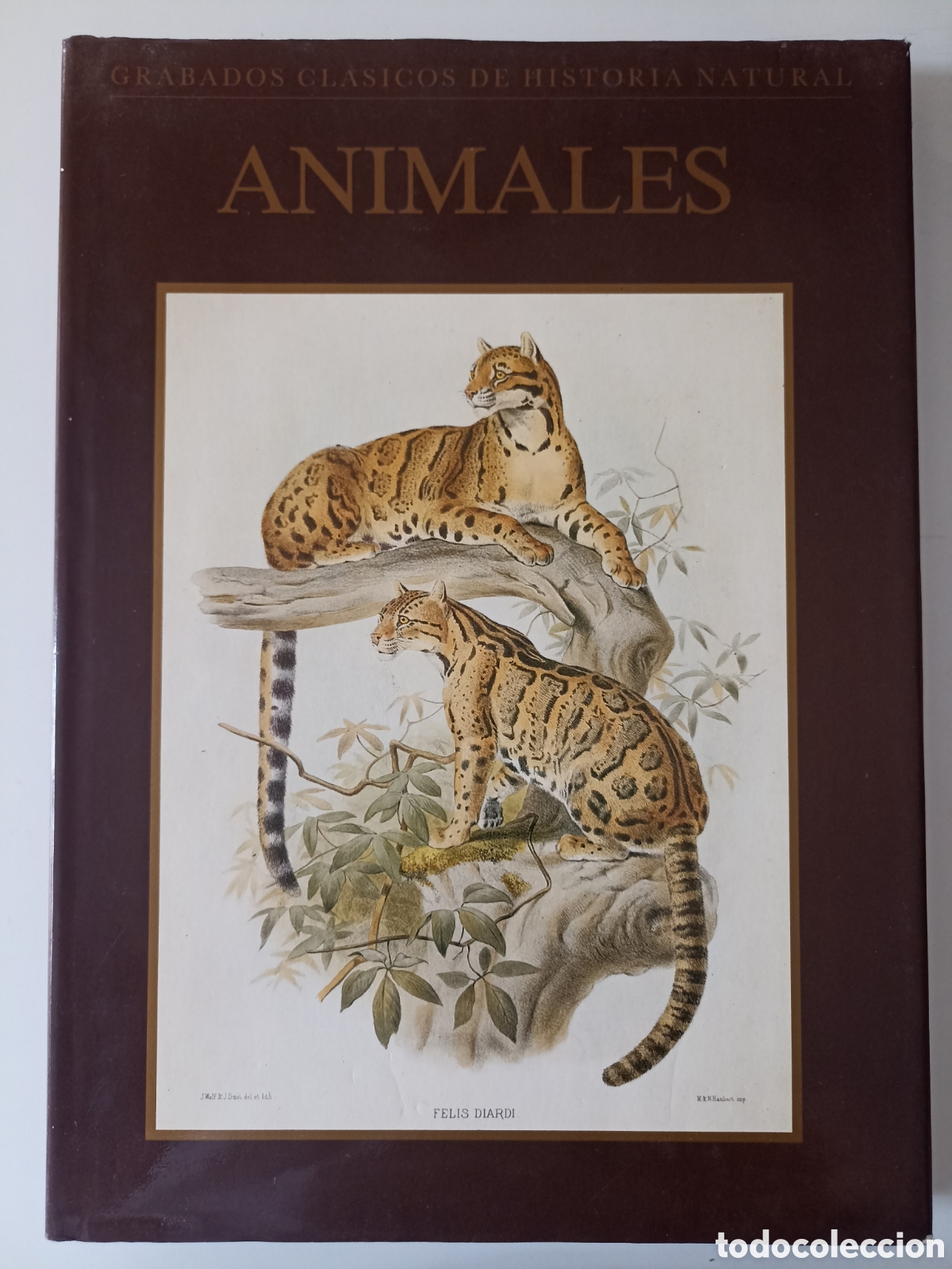 Libros de segunda mano: S. Peter Dance - Animales. Grabados cl&aacute;sicos de historia natural (Libsa, 1990) 60 l&aacute;minas