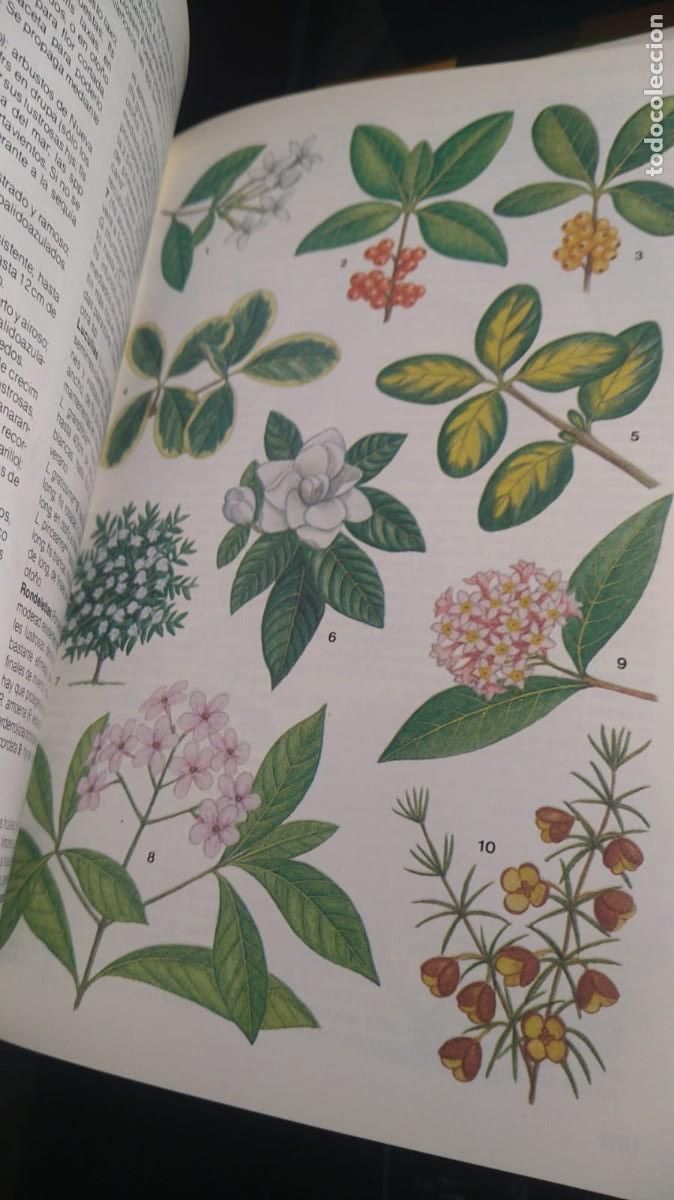 Libros de segunda mano: MANUAL DE PLANTAS DE JARD&Iacute;N - MICHAEL WRIGHT - Foto 6