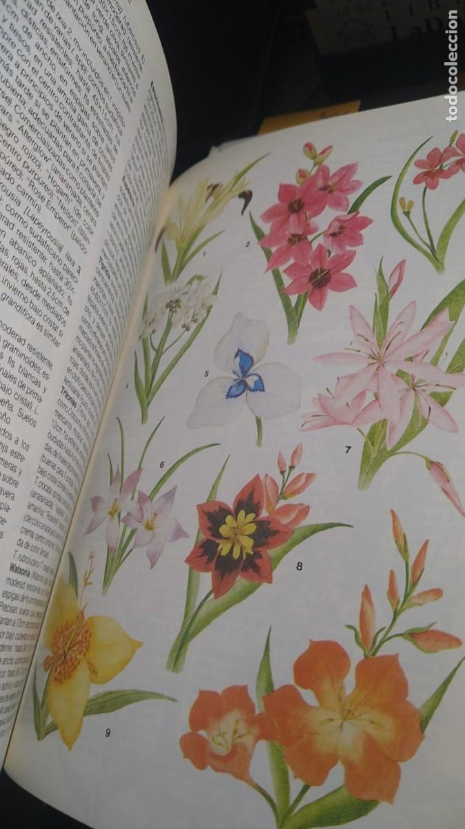 Libros de segunda mano: MANUAL DE PLANTAS DE JARD&Iacute;N - MICHAEL WRIGHT - Foto 7