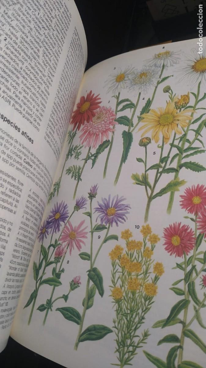 Libros de segunda mano: MANUAL DE PLANTAS DE JARD&Iacute;N - MICHAEL WRIGHT - Foto 8