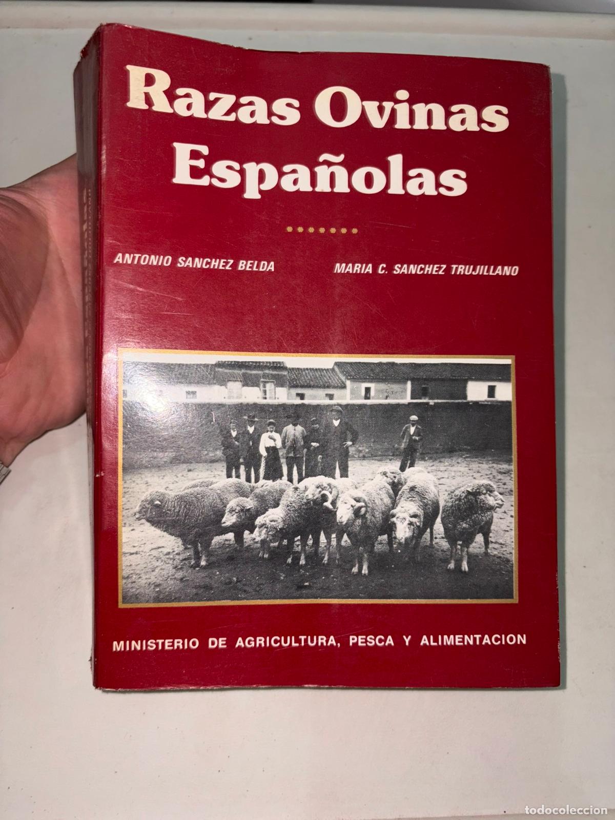 Libros de segunda mano: Razas Ovinas espa&ntilde;olas Antonio S&aacute;nchez Belda oveja ganader&iacute;a