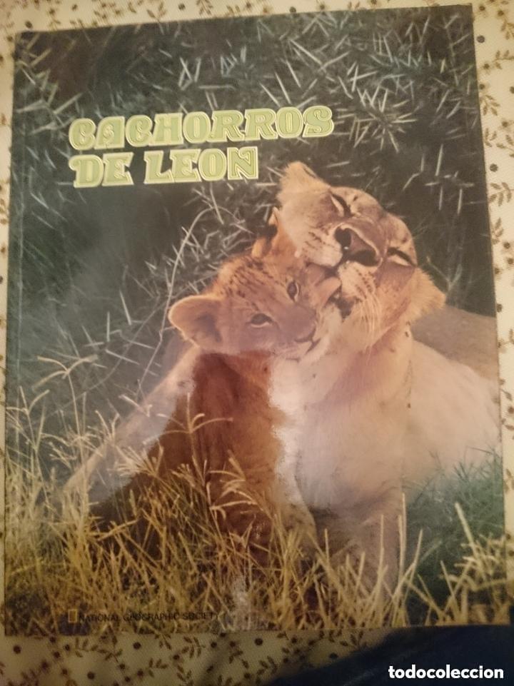 Libros de segunda mano: CACHORROS DE LEON - NATIONAL GEOGRAPHIC SOCIETY -LEER DETALLES