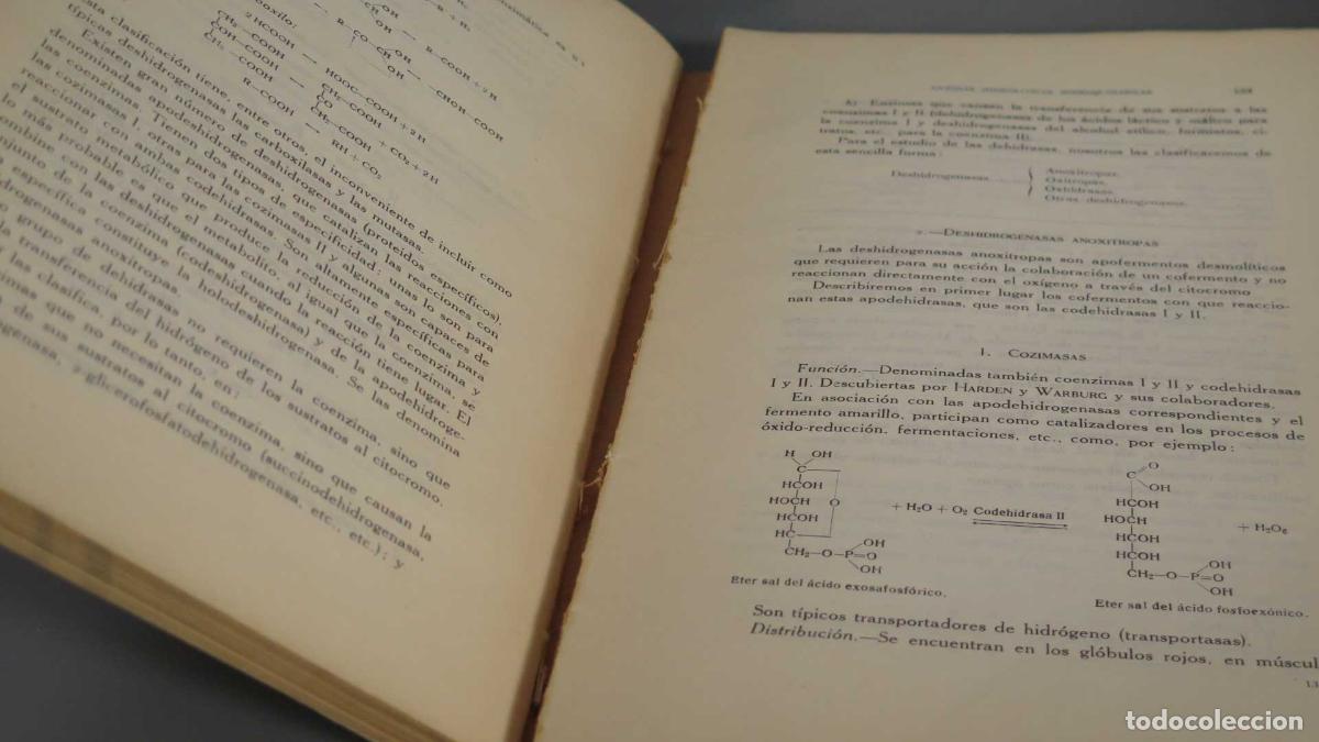 Libros de segunda mano: Fermentos - Prof. Dr. A. Santos Ruiz - Editorial Saeta - Foto 2