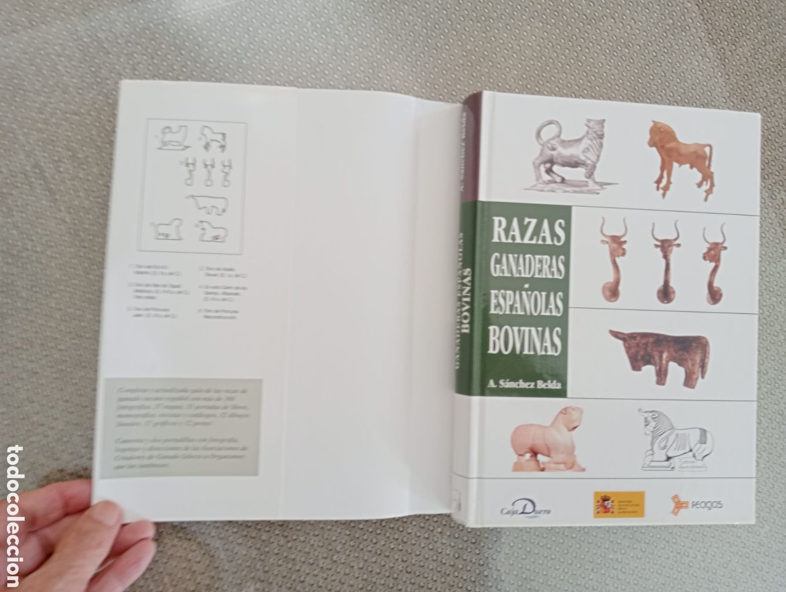 Libros de segunda mano: Razas ganaderas espa&ntilde;olas Bovinas /Antonio S&aacute;nchez Belda - Foto 2