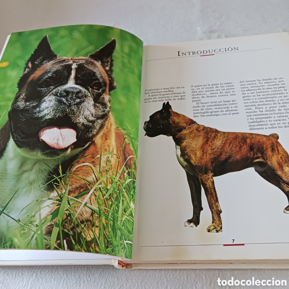 Libros de segunda mano: El B&oacute;xer de V.Rossi (la raza) - Foto 7