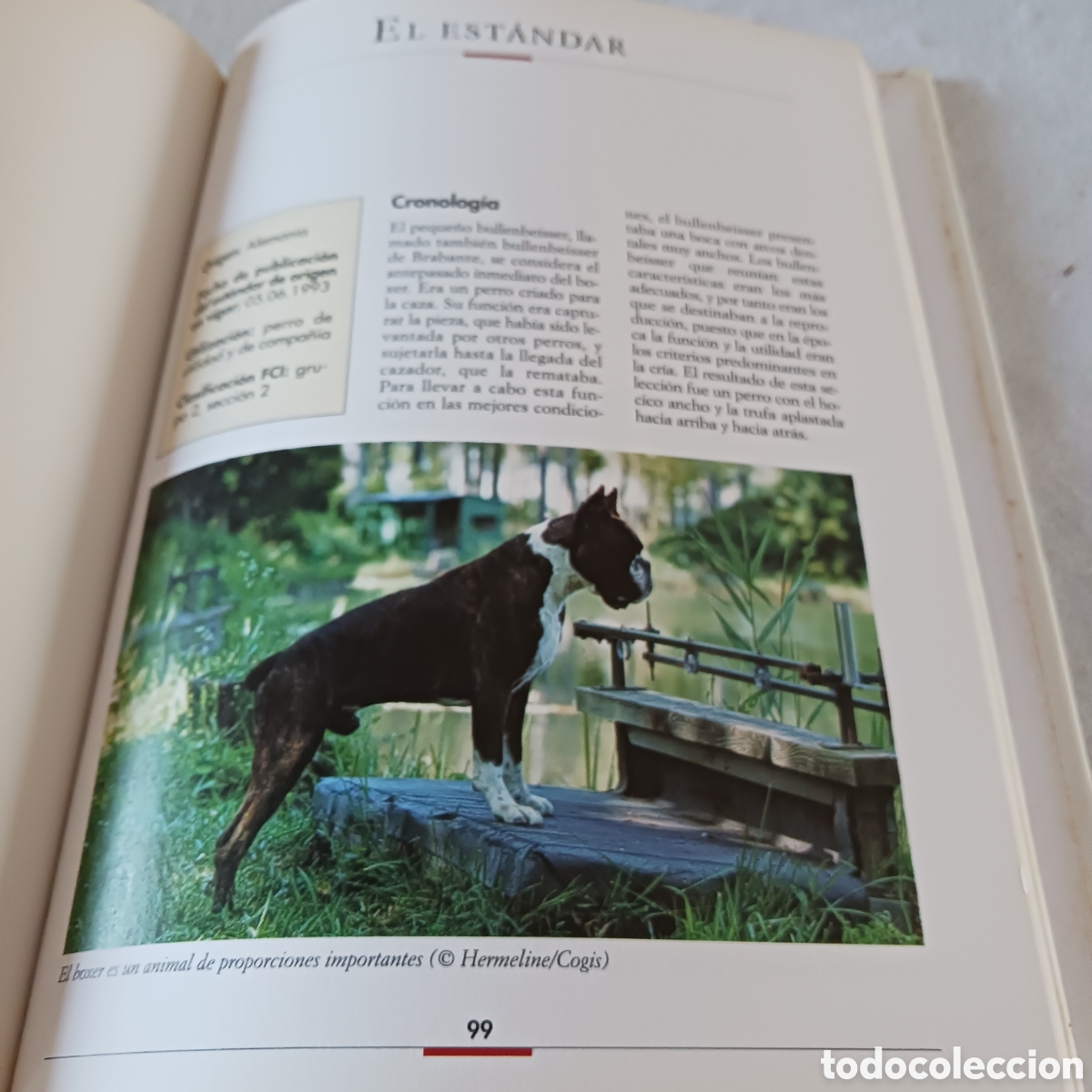 Libros de segunda mano: El B&oacute;xer de V.Rossi (la raza) - Foto 11