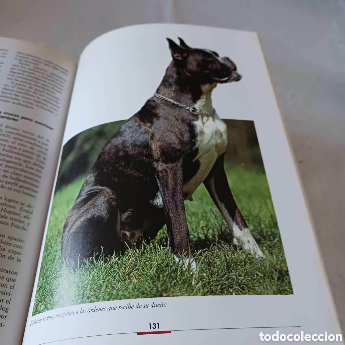 Libros de segunda mano: El B&oacute;xer de V.Rossi (la raza) - Foto 12
