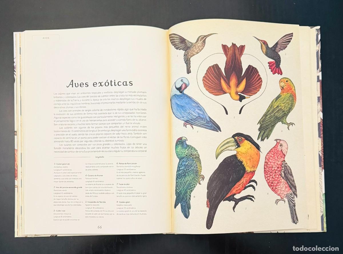 Libros de segunda mano: ANIMALIUM - BROOM, JENNY Y SCOTT, KATIE. CIRCULO DE LECTORES - Foto 4