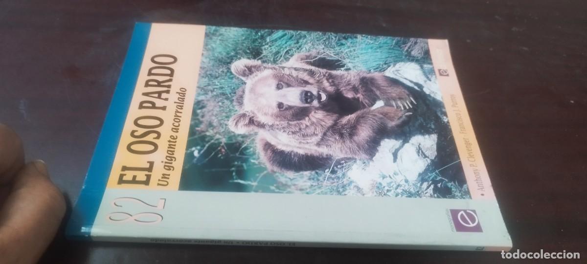 Libros de segunda mano: EL OSO PARDO, UN GIGANTE ACORRALADO / CLEVENGER-PURROY / CLEVENGER-PURROY / KARA36 / EDILESA