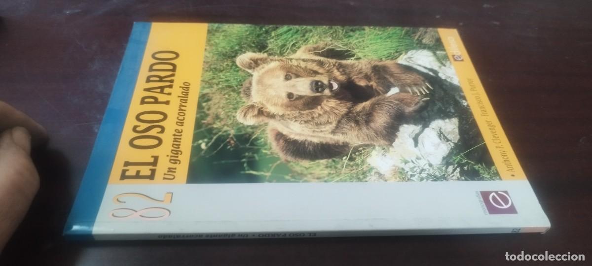 Libros de segunda mano: EL OSO PARDO, UN GIGANTE ACORRALADO / CLEVENGER-PURROY / KARA38 / EDILESA