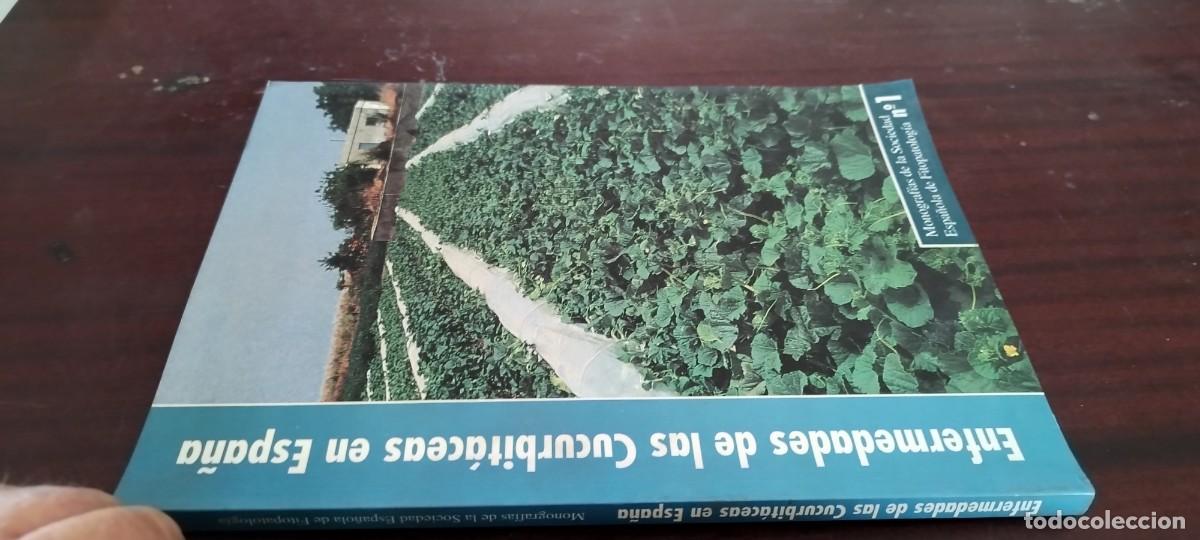 Libros de segunda mano: ENFERMEDADES CUCURBIT&Aacute;CEAS EN ESPA&Ntilde;A / DIAZ, GARCIA-JIMENEZ / PU-GUI-20 / AGRARIO