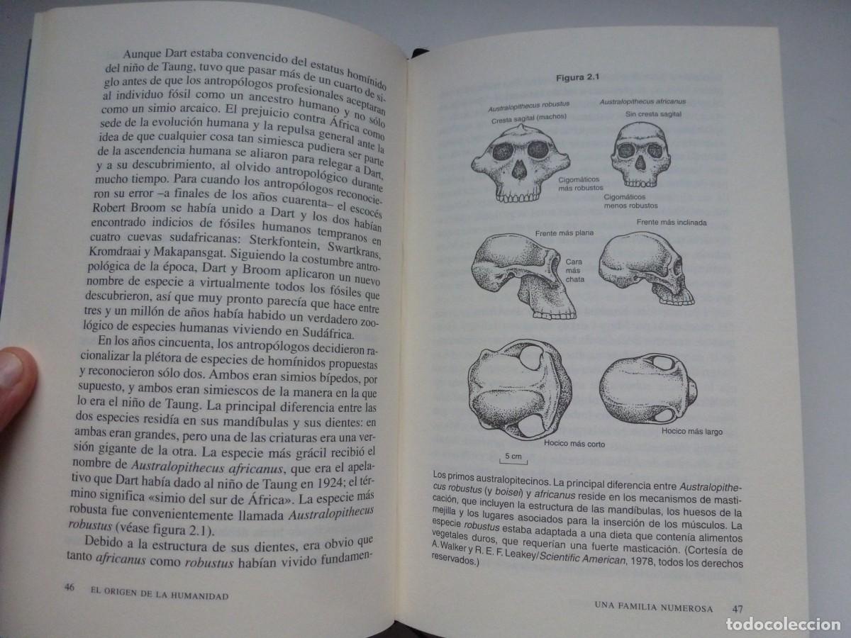 Libros de segunda mano: EL ORIGEN DE LA HUMANIDAD. RICHARD LEAKEY. C&Iacute;RCULO DE LECTORES 2001 - Foto 3