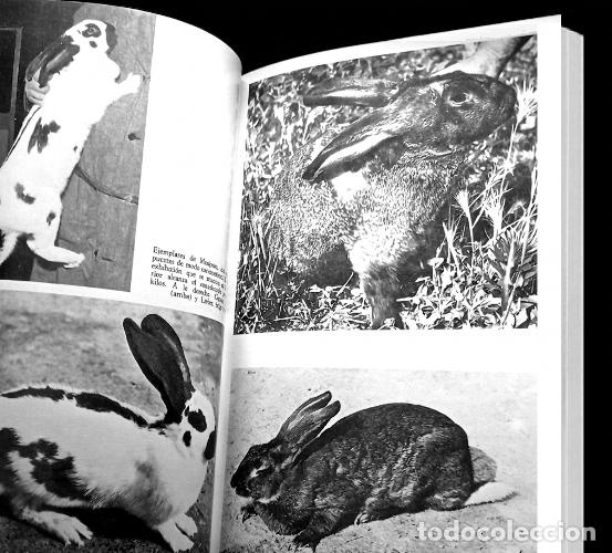 Libros de segunda mano: CRIA MODERNA DE LOS CONEJOS. MARIO VACCARO. - Foto 3