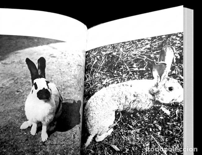 Libros de segunda mano: CRIA MODERNA DE LOS CONEJOS. MARIO VACCARO. - Foto 5